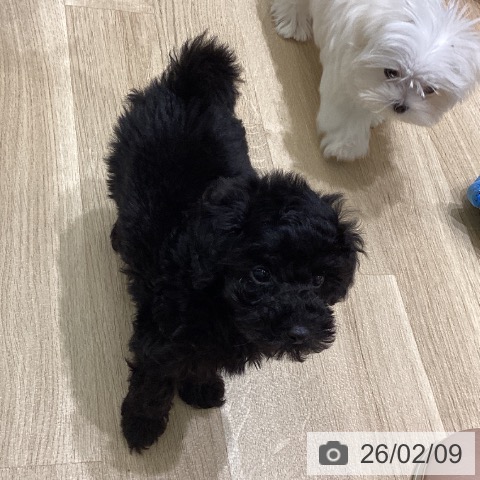 岩手県のトイプードル(トイ) (ペットプラス 盛岡南店/2025年12月3日生まれ/男の子/ブラック)の子犬の3枚目の画像
