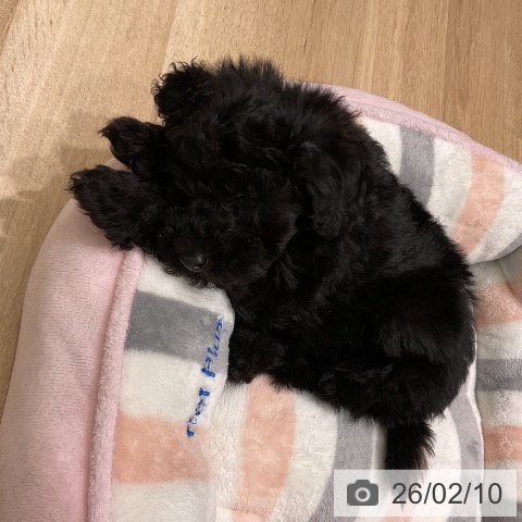 岩手県のトイプードル(トイ) (ペットプラス 盛岡南店/2025年12月3日生まれ/男の子/ブラック)の子犬の4枚目の画像