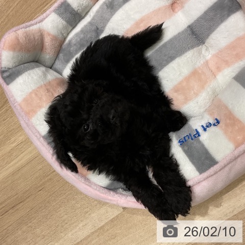 岩手県のトイプードル(トイ) (ペットプラス 盛岡南店/2025年12月3日生まれ/男の子/ブラック)の子犬の3枚目の画像