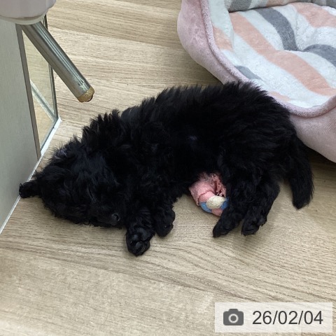 トイ・プードルの写真