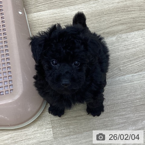 トイ・プードルの写真