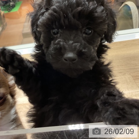 神奈川県のトイプードル(トイ) (ペットプラス 湘南平塚店/2025年12月3日生まれ/男の子/ブラック)の子犬の3枚目の画像