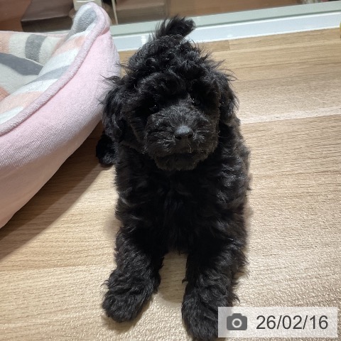 神奈川県のトイプードル(トイ) (ペットプラス 湘南平塚店/2025年12月3日生まれ/男の子/ブラック)の子犬の4枚目の画像