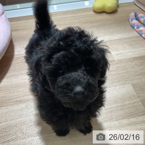 神奈川県のトイプードル(トイ) (ペットプラス 湘南平塚店/2025年12月3日生まれ/男の子/ブラック)の子犬の3枚目の画像