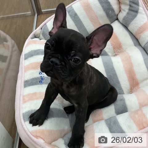 フレンチ・ブルドッグの写真