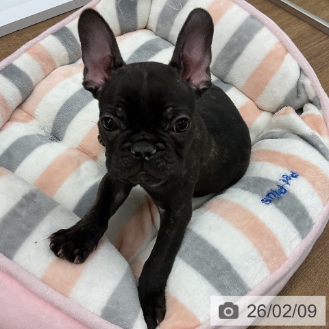 千葉県のフレンチブルドッグ (ペッツワン 千葉ニュータウン店/2025年12月4日生まれ/男の子/ブリンドル)の子犬の3枚目の画像