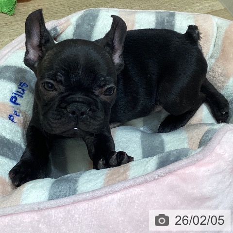 宮城県のフレンチブルドッグ (ペットプラス 名取店/2025年12月4日生まれ/男の子/ブリンドル)の子犬の3枚目の画像