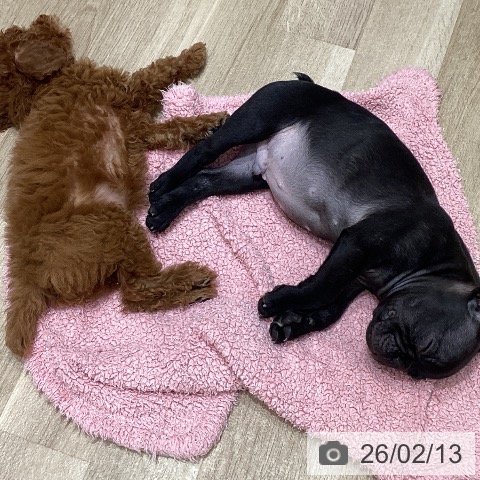 宮城県のフレンチブルドッグ (ペットプラス 名取店/2025年12月4日生まれ/男の子/ブリンドル)の子犬の3枚目の画像