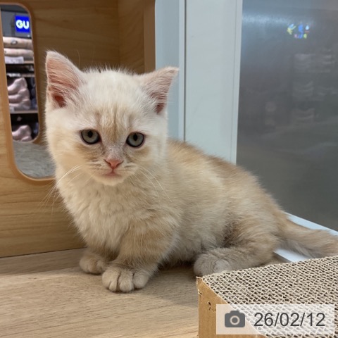 群馬県のマンチカン (ペットプラス イオンモール太田店/2025年11月25日生まれ/男の子/クリームタビー)の子猫の4枚目の画像