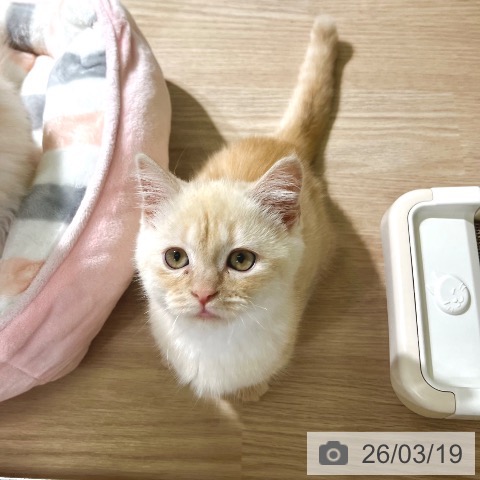 マンチカンの写真