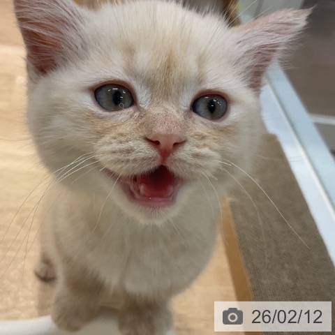 群馬県のマンチカン (ペットプラス イオンモール太田店/2025年11月25日生まれ/男の子/クリームタビー)の子猫の3枚目の画像