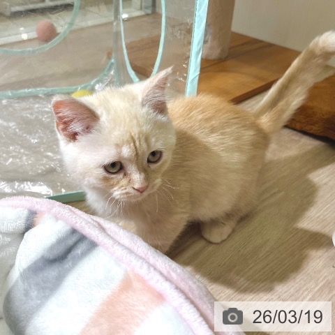 マンチカンの写真