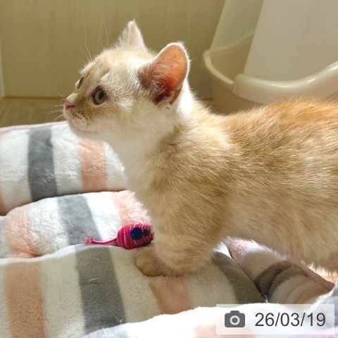 マンチカンの写真