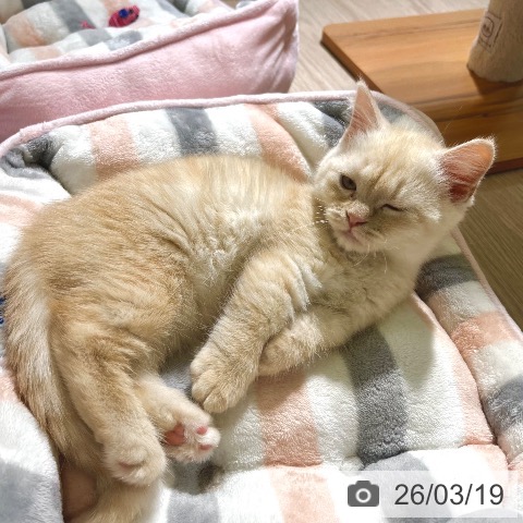 マンチカンの写真