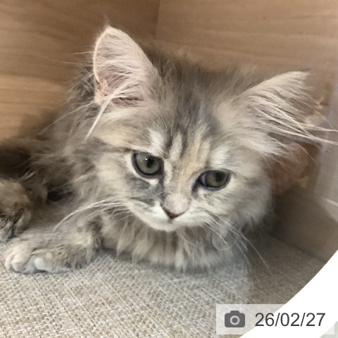 サイベリアンの写真