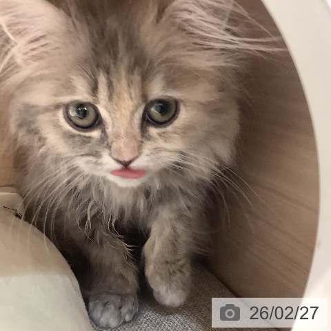 サイベリアンの写真