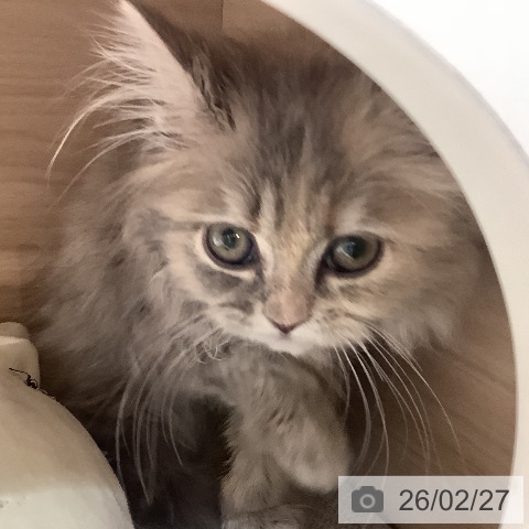 サイベリアンの写真