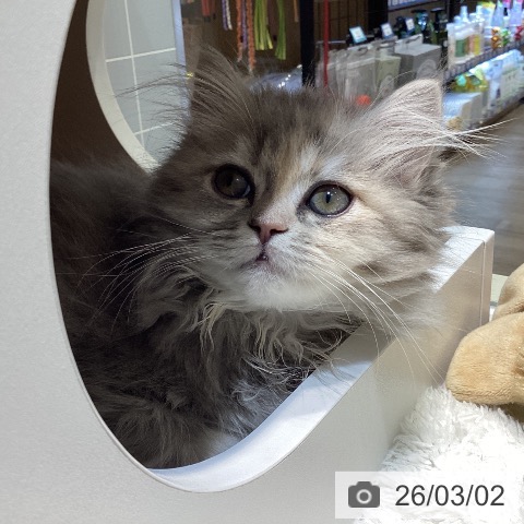 サイベリアンの写真