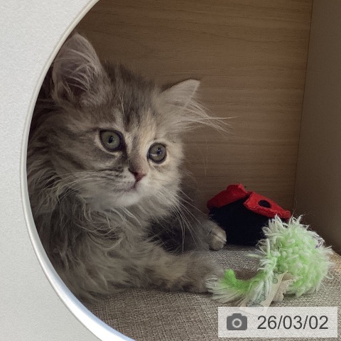 サイベリアンの写真