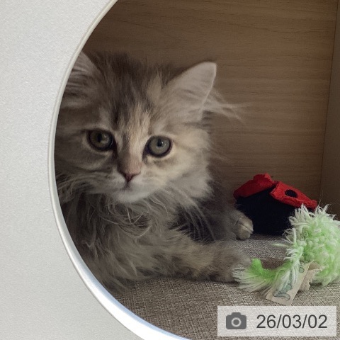 サイベリアンの写真