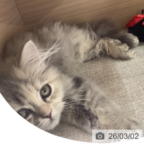 サイベリアンの写真