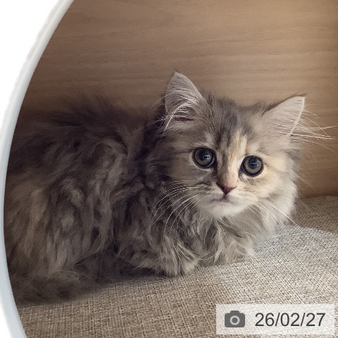 サイベリアンの写真