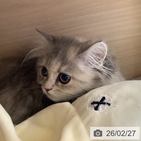 サイベリアンの写真