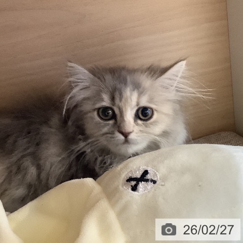 サイベリアンの写真