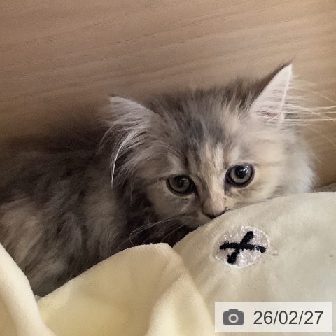 サイベリアンの写真