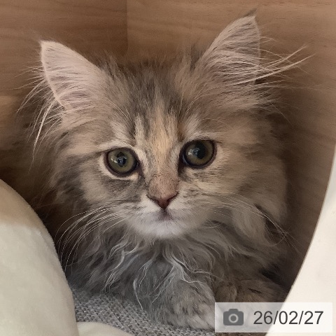 サイベリアンの写真