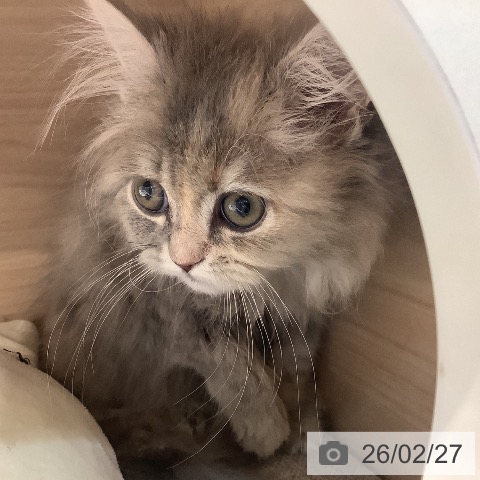 サイベリアンの写真