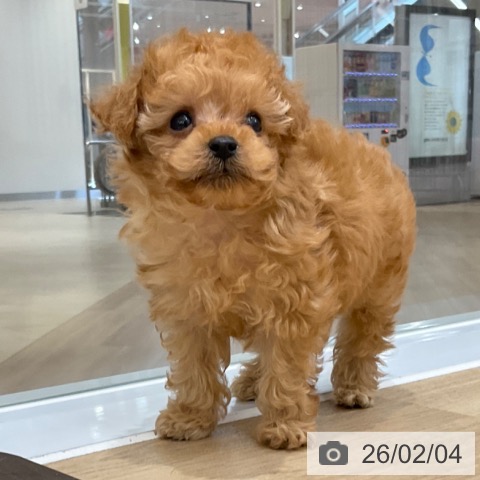 トイ・プードルの写真