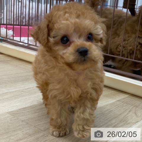 長野県のトイプードル(トイ) (ペットプラス 上田店/2025年12月3日生まれ/男の子/レッド)の子犬の4枚目の画像