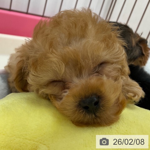 長野県のトイプードル(トイ) (ペットプラス 上田店/2025年12月3日生まれ/男の子/レッド)の子犬の4枚目の画像