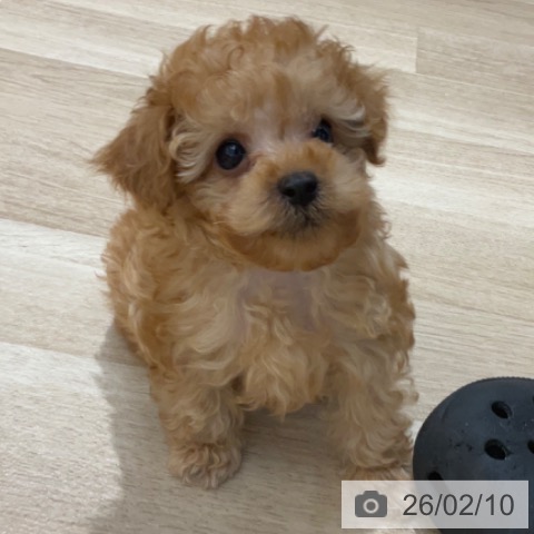 長野県のトイプードル(トイ) (ペットプラス 上田店/2025年12月3日生まれ/男の子/レッド)の子犬の4枚目の画像