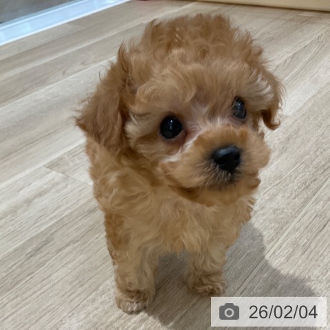 トイ・プードルの写真