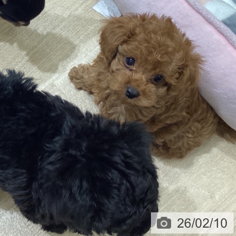宮城県のトイプードル(トイ) (ペットプラス 名取店/2025年12月3日生まれ/男の子/レッド)の子犬の4枚目の画像