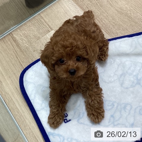 宮城県のトイプードル(トイ) (ペットプラス 名取店/2025年12月3日生まれ/男の子/レッド)の子犬の4枚目の画像