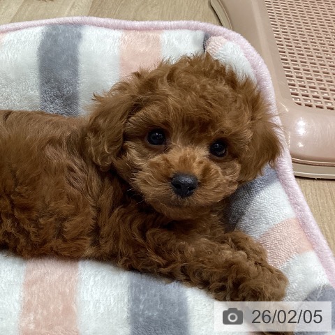 宮城県のトイプードル(トイ) (ペットプラス 名取店/2025年12月3日生まれ/男の子/レッド)の子犬の3枚目の画像