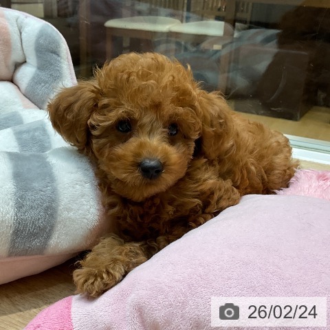 埼玉県のトイプードル(トイ) (ペットプラス ららぽーと新三郷店/2025年12月3日生まれ/女の子/レッド)の子犬の4枚目の画像