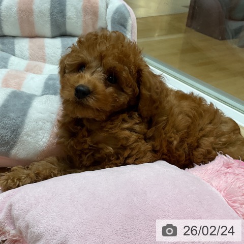 埼玉県のトイプードル(トイ) (ペットプラス ららぽーと新三郷店/2025年12月3日生まれ/女の子/レッド)の子犬の3枚目の画像