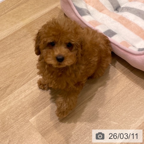 東京都のトイプードル(トイ) (ペットプラス MARK IS 葛飾かなまち店/2025年12月3日生まれ/女の子/レッド)の子犬の3枚目の画像