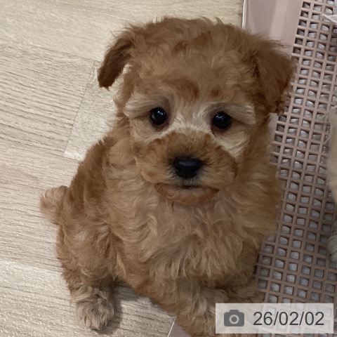 埼玉県のトイプードル(トイ) (ペットプラス イオンモール春日部店/2025年12月3日生まれ/女の子/レッド)の子犬の4枚目の画像