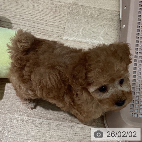 埼玉県のトイプードル(トイ) (ペットプラス イオンモール春日部店/2025年12月3日生まれ/女の子/レッド)の子犬の3枚目の画像