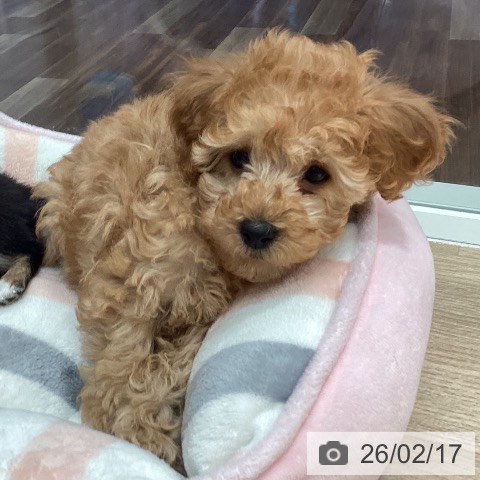 埼玉県のトイプードル(トイ) (ペットプラス イオンモール春日部店/2025年12月3日生まれ/女の子/レッド)の子犬の4枚目の画像