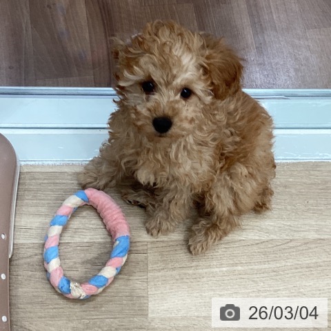 埼玉県のトイプードル(トイ) (ペットプラス イオンモール春日部店/2025年12月3日生まれ/女の子/レッド)の子犬の3枚目の画像