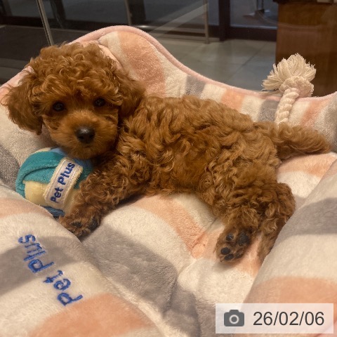 長野県のトイプードル(トイ) (ペットプラス 須坂店/2025年12月3日生まれ/女の子/レッド)の子犬の3枚目の画像