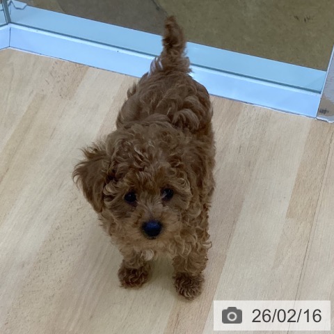 埼玉県のトイプードル(トイ) (ペットプラス 羽生店/2025年12月3日生まれ/女の子/レッド)の子犬の4枚目の画像