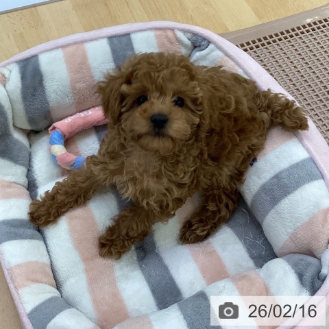 埼玉県のトイプードル(トイ) (ペットプラス 羽生店/2025年12月3日生まれ/女の子/レッド)の子犬の3枚目の画像