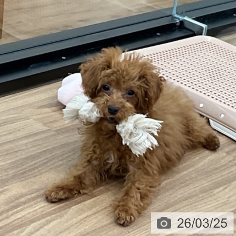 トイ・プードルの写真